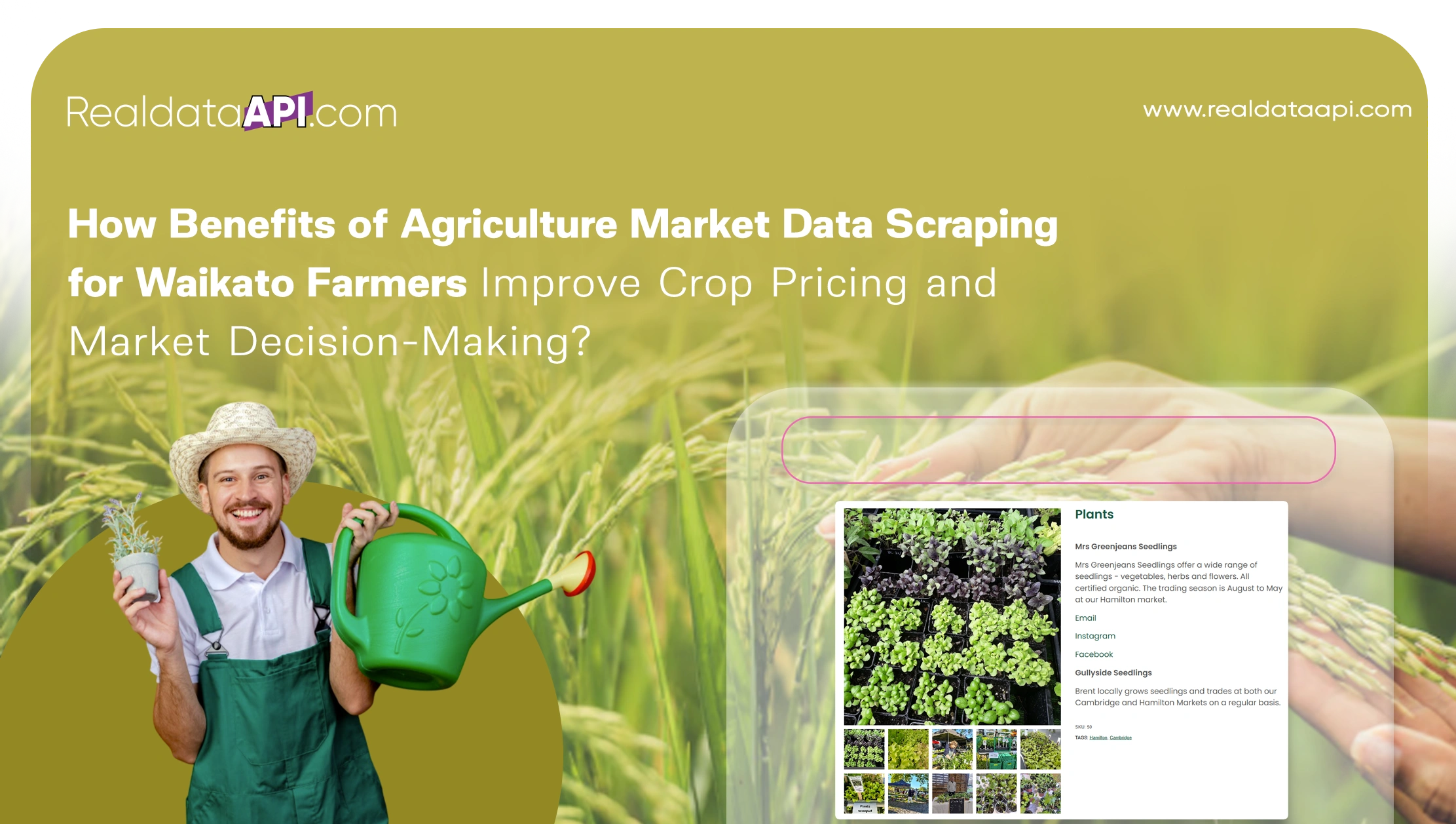 How Benefits of Agriculture Market Data Scraping for Waikato Farmers Improve Crop Pricing and Market Decision-Making?